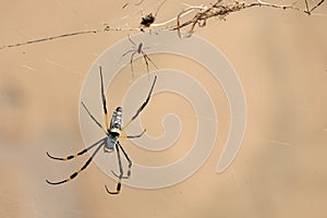 Golden silk orb-weaver (Spider)( Nephila clavipes)