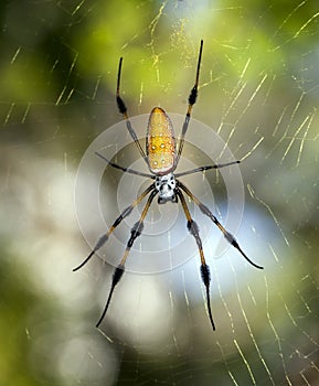 Golden silk orb-weavers (genus Nephila)