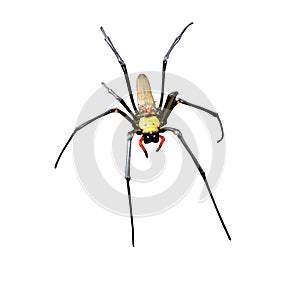 Golden silk orb-weavers spider male isolated on white background