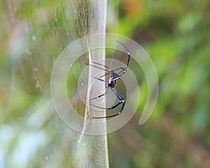 Golden SIlk Orb Weaving Spider waiting on her web