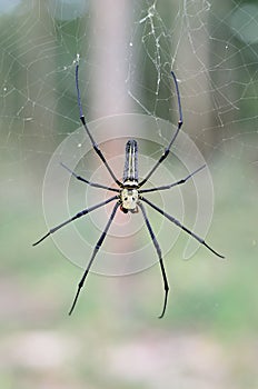 Golden SIlk Orb Weaving Spider waiting on her web.