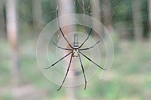 Golden SIlk Orb Weaving Spider waiting on her web.