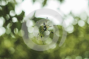 Golden silk orb weaving spider waiting on its web with blurred green background