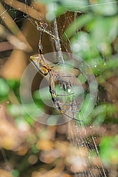 Golden Silk Orbweaver in a web