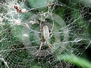 Golden Silk Spider, Costa Rica