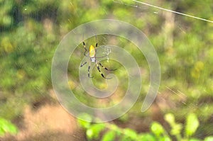 The Golden Silk Spider, Florida