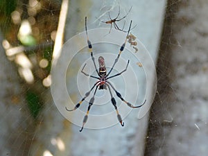 Golden silk spider - Nephila clavipes