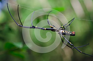 Golden Silk Spider and web
