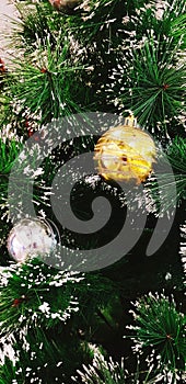 Golden and Silver ball decorated or hanging on pine tree with snowflake and copy space.