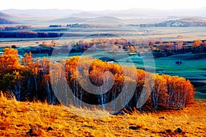 The golden silver birch on the grassland