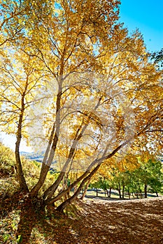 The golden silver birch scenic