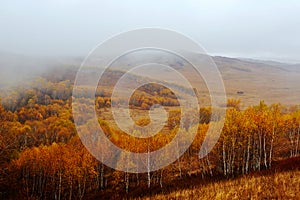 The golden silver birches in rain