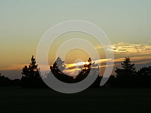 Golden skies behind tree silhouettes at sunset