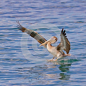 Golden Skim - Californian Brown Pelican's Tranquil Descent