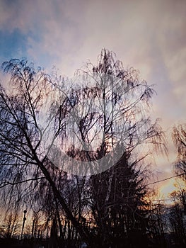 Golden sky, golden and pink sunset, nature and trees