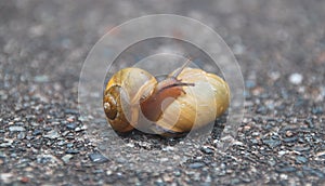 Golden Snail