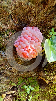 Golden snail eggs