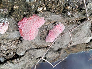 golden snail eggs  that live  and reproduce under full of water