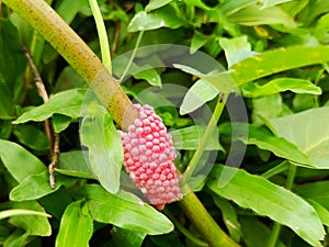 golden snail eggs, small red ones attached to soft plant stems on the surface of the water