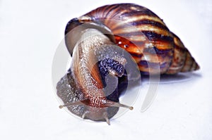 golden snail isolated on white background