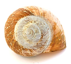 Golden snail spiral shell