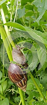 Golden snails are climbing spinach trees,