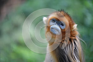 Golden snub-nosed monkey