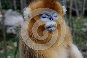 A Golden Snub-nosed Monkey with Eyes Closed