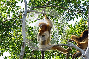 Golden snub-nosed monkey Rhinopithecus roxellana hanging at trees, an Old World monkey in the subfamily Colobinae. It is endemic