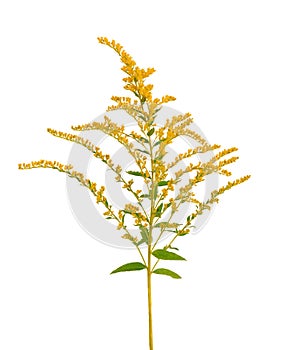 Golden Solidago virgaurea flowers isolated on white background. Ragweed bushes or Ambrosia artemisiifolia. Medicinal