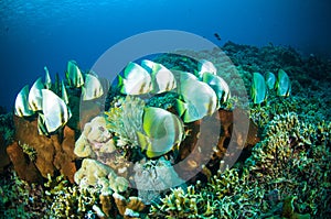 Golden spadefish bunaken sulawesi indonesia platax boersii underwater