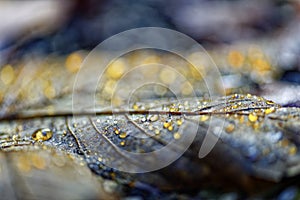 Golden sparkling water drops on fallen maple leaf close-up. Bokeh