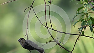 Golden sparrow Bird or Ploceus hypoxanthus on branches Background green leaves