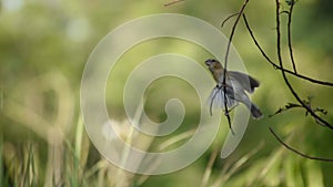 Golden sparrow Bird or Ploceus hypoxanthus on branches Background green leaves