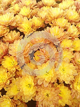 a golden Spherical Chrysant in autumn