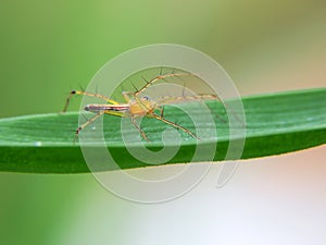 Golden Spider on greenleaf