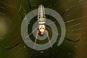 Golden Spider on it web