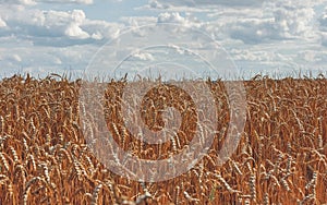 Golden spikelets of wheat on the farm field and blue sky with cl