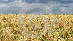 Golden spikelets of wheat on the dark stormy sky background