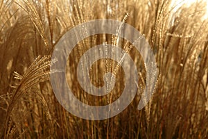 Golden spikes grass crop background pattern