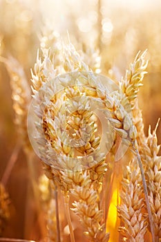 Golden Spikes of Wheat