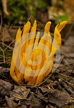 Golden spindle fungi at Mud Pond in Sunapee, New Hampshire