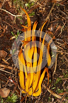 Golden spindle fungus at Mud Pond in Sunapee, New Hampshire photo