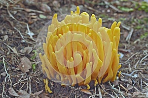 Golden spindles (Clavulinopsis fusiformis)