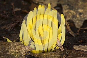 Golden spindles of a coral fungus in Sunapee, New Hampshire.