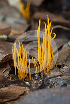 Golden Spindles Mushroom