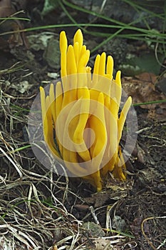 Golden spindles mushroom