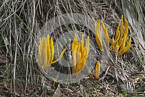 Golden spindles mushroom photo