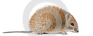 Golden Spiny Mouse, Acomys russatus, 1 year old