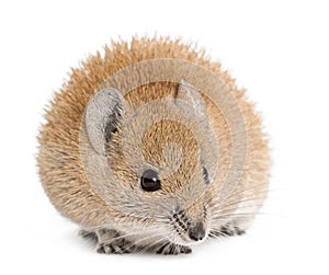 Golden Spiny Mouse, Acomys russatus, 1 year old